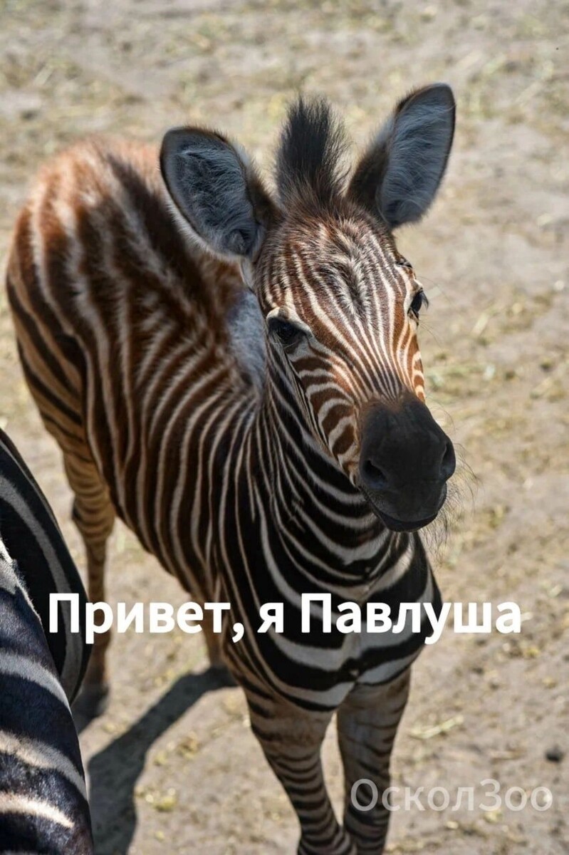     Источник: t.me/oskoladm31