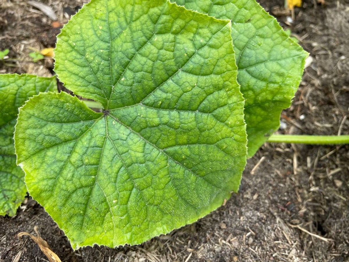 Магниевый хлороз у огурцов. Фото автора