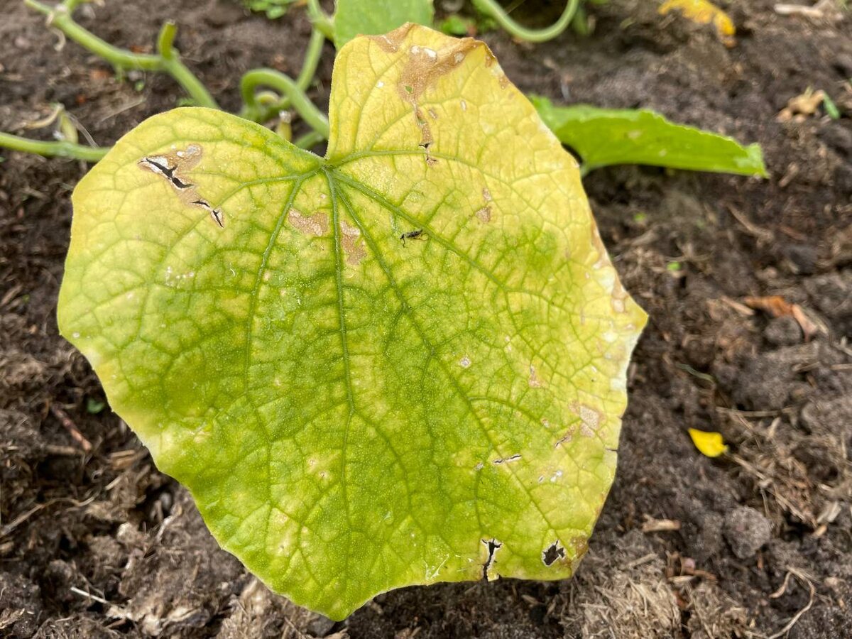 Листья огурцов желтеют по разным причинам. Фото автора