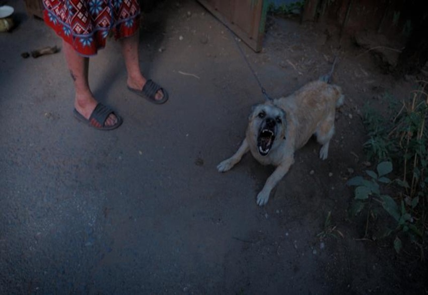 Специалисты напоминают о смертельно опасности бешенства