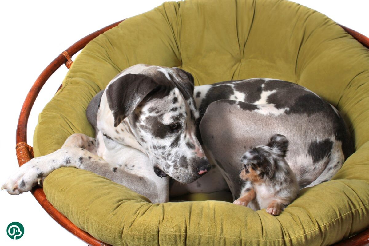 Немецкий дог и чихуахуа