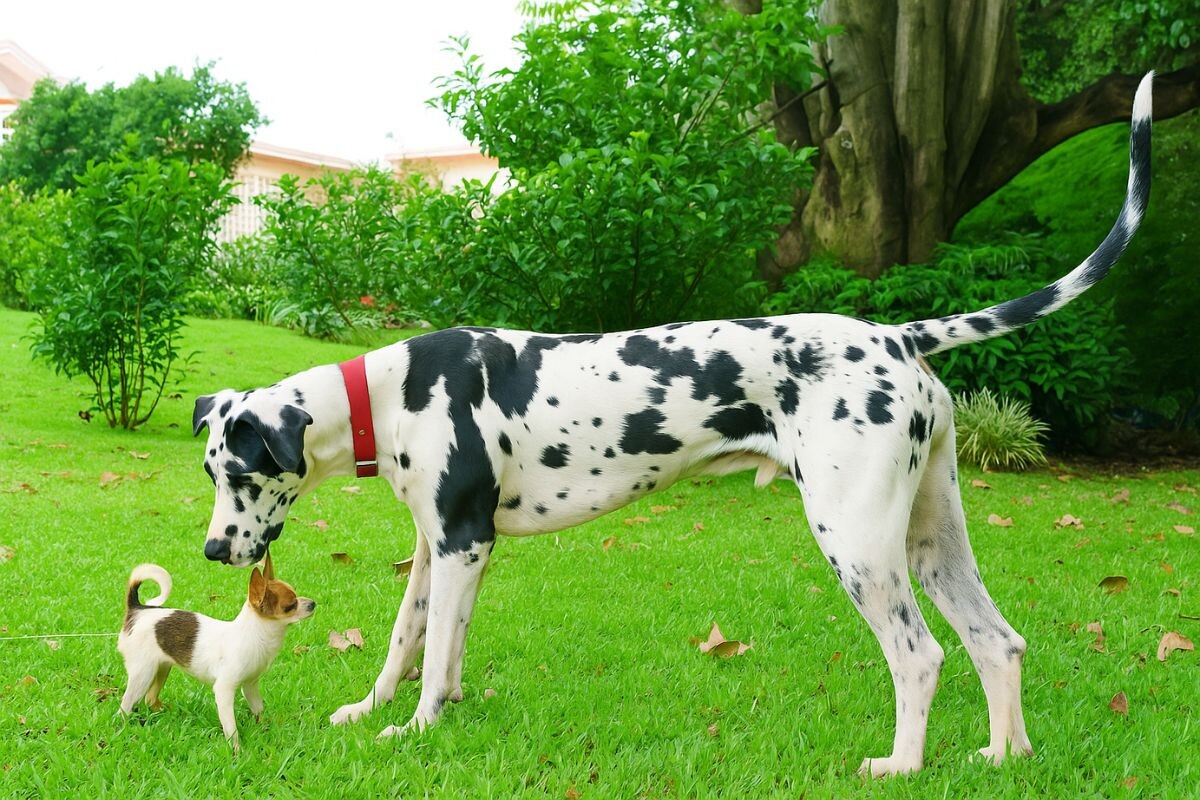 Дог обнюхивает чихуахуа