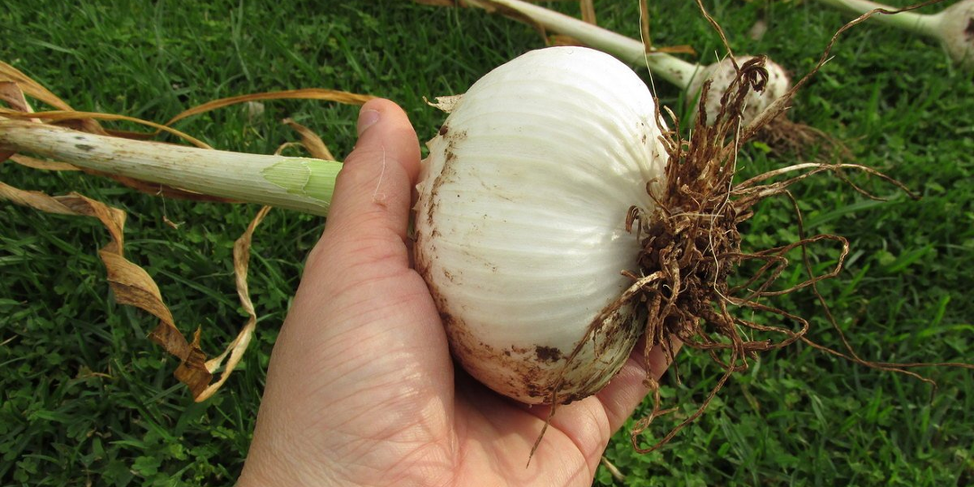 НЕ ПРОПУСТИТЕ ЭТУ ПОДКОРМКУ ЧЕСНОКА! Секрет крупных и сочных зубков чеснока: хранится до нового урожая!