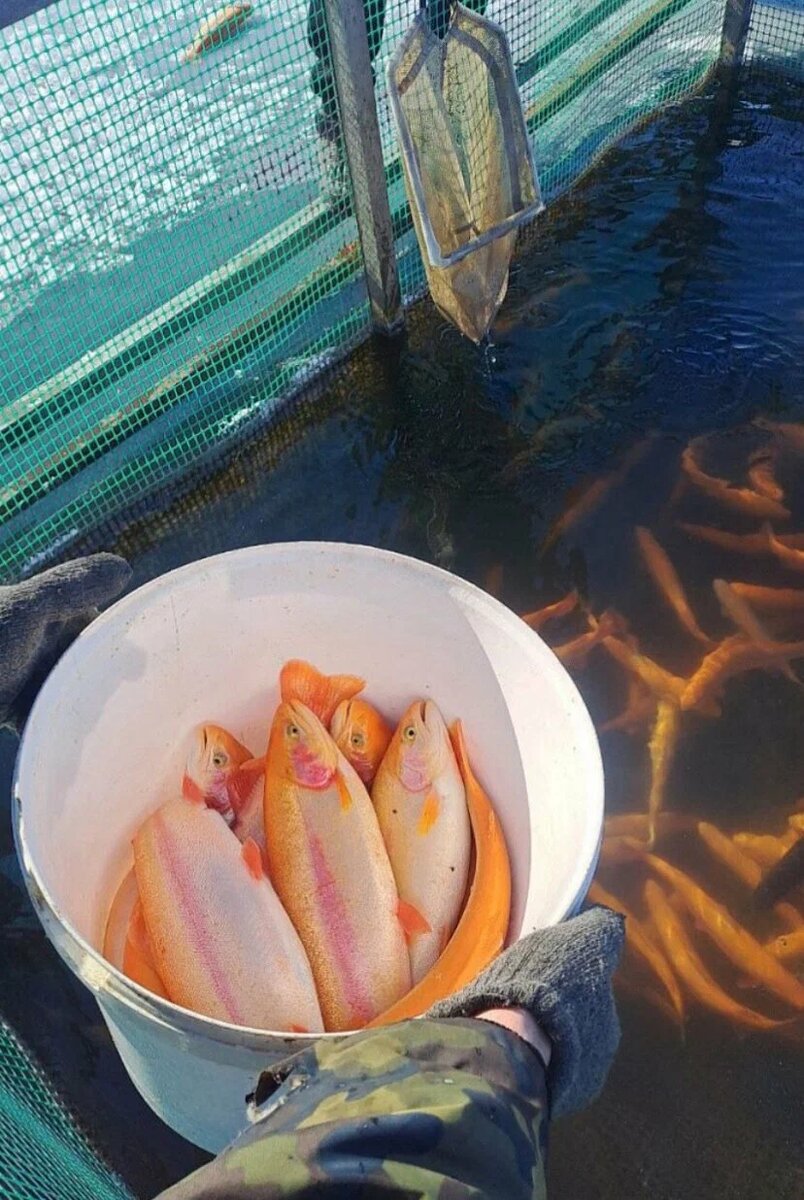 Форель янтарная