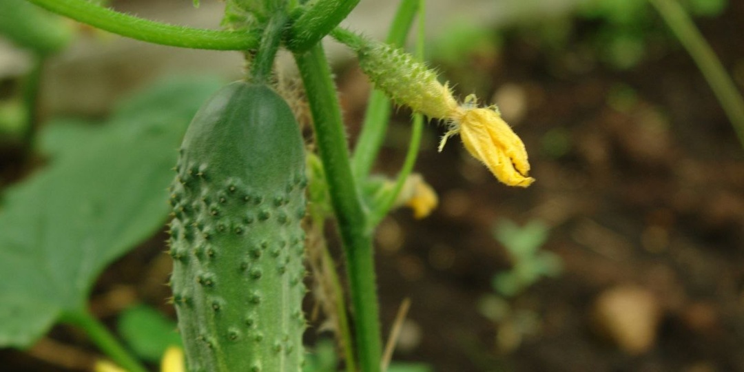 ЖЕЛТЕЮТ ЗАВЯЗИ ОГУРЦА - ЧТО ДЕЛАТЬ?