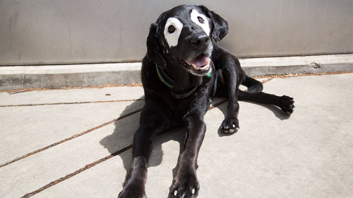    Чаще всего витилиго у собак проявляется на морде — сначала вокруг глаз и носа, а затем может распространиться дальше.