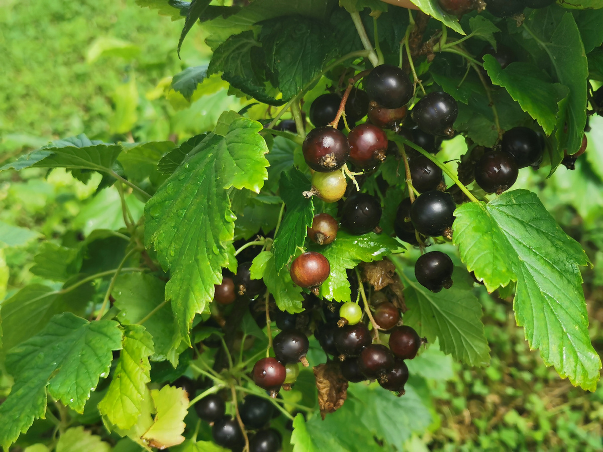 Селеченская 2