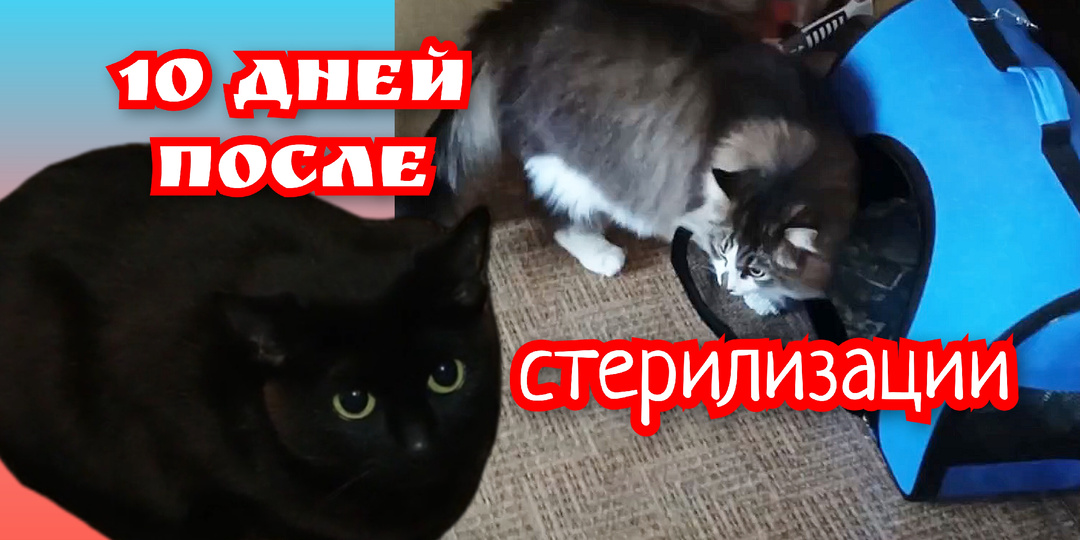 10 дней после стерилизации кошки.