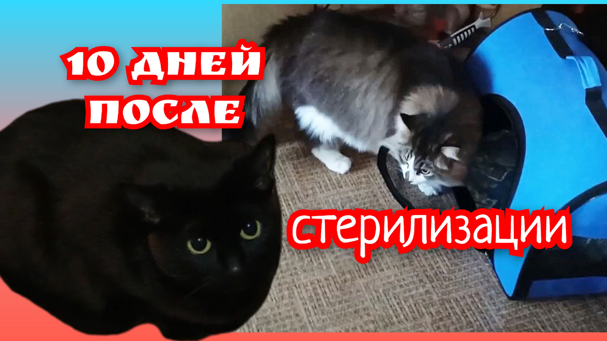 Обложка видео 