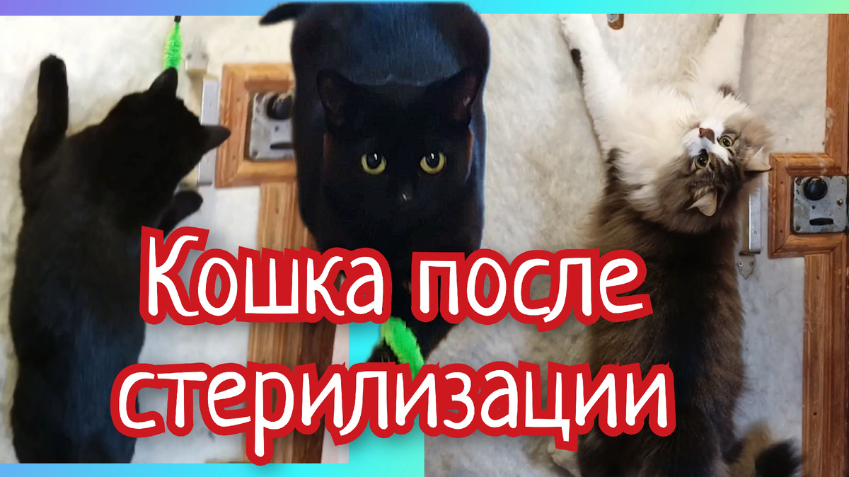 Обложка видео на моём канале в Рутубе