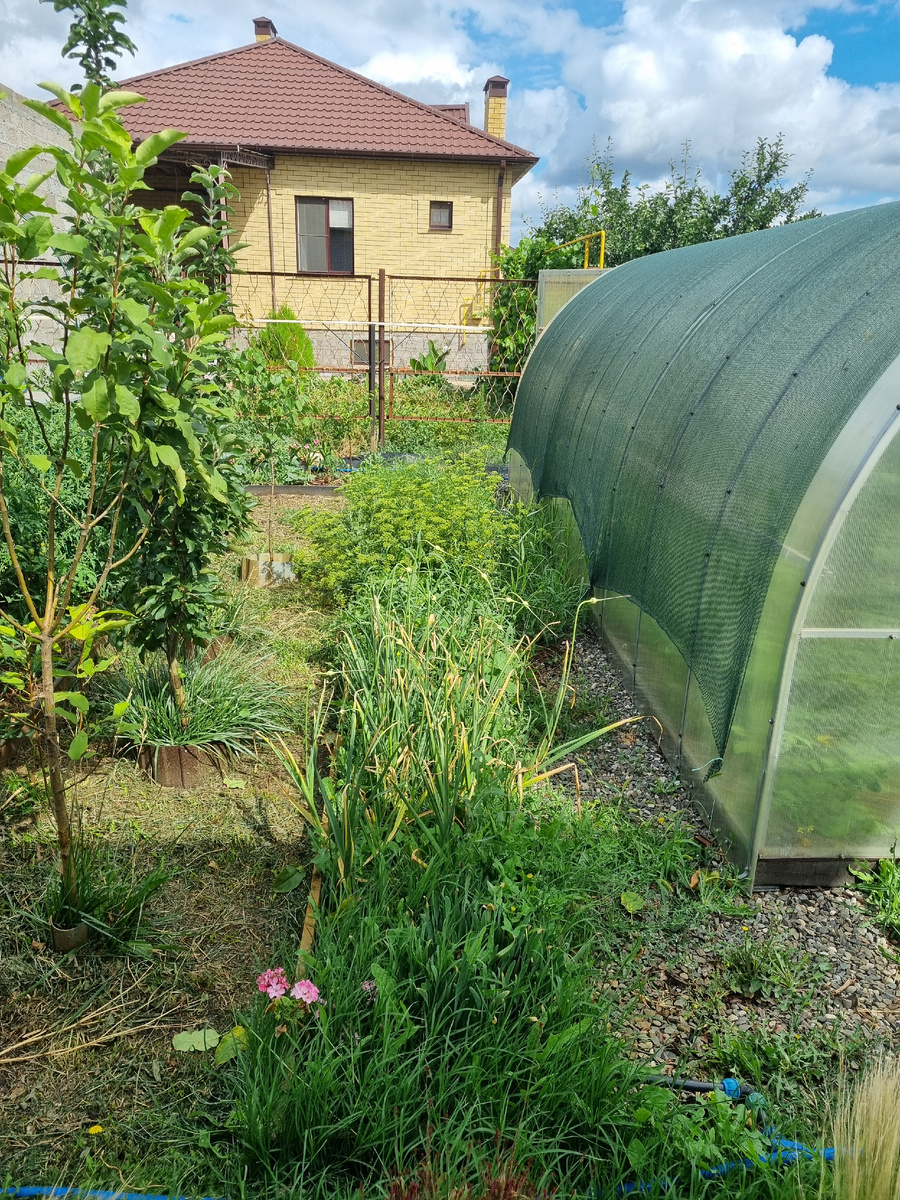 Где-то здесь растут полезные растения. Фото: Зеленая леди, сад, семья и томатный сок 