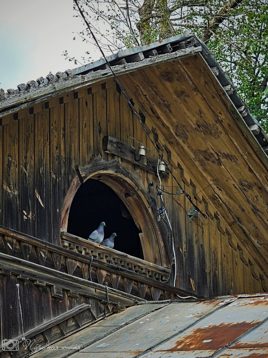 Фото: Парадная гостья