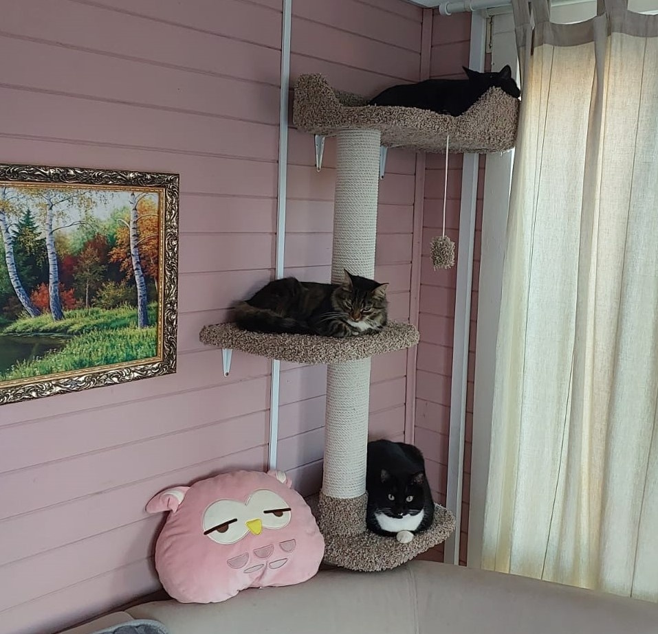 фотография из личного архива. На первом этаже - Буся, на втором - Белка, на третьем - Миша.