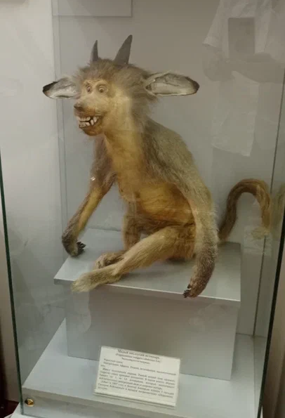 Смешное чучело рогатой обезьянки из астраханского музея. Находится в музее с давних времен, что за животное никто не знает.)