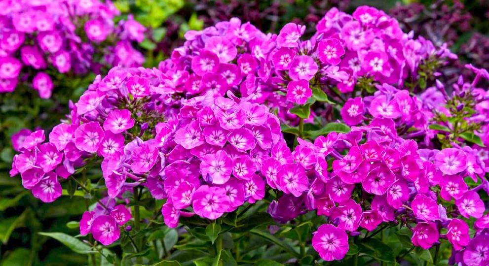 Флоксы цветут как сумасшедшие: секреты ухода и подкормки
