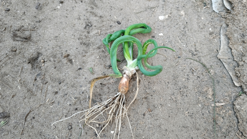 Если не принять меры, можно потерять урожай лука. Мой личный опыт и советы