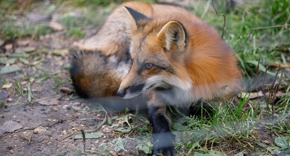    Медиасток.рф