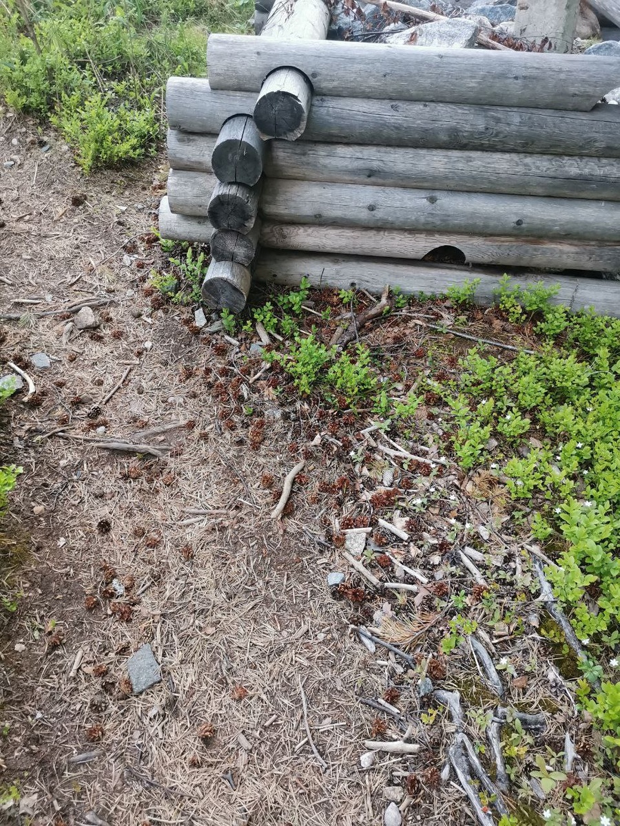 Очищенные шишки у фонарного столба
Белое море, 2025 г.
Автор: Кузнецова Эльза