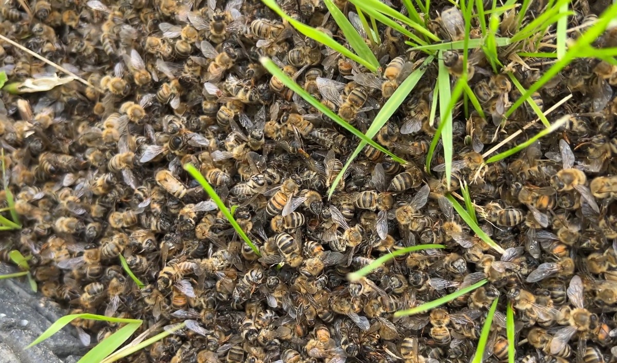    У пасечника в Тимском районе вымирают пчёлы — он готов бросить любимое дело