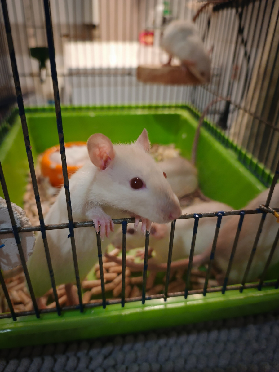 @ratsterritory