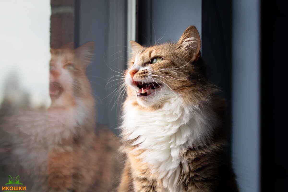 Кошка щебечет 