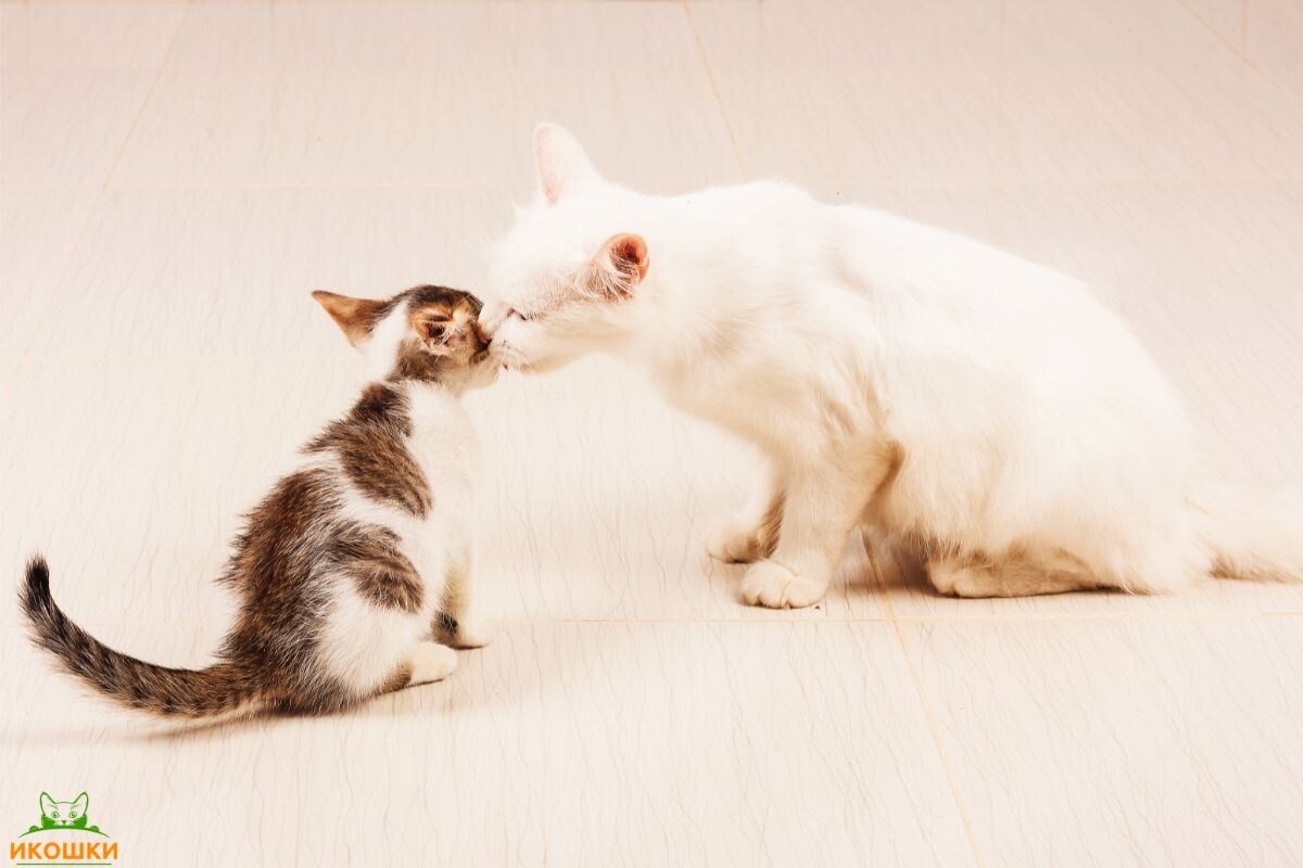 Кошка с котенком 
