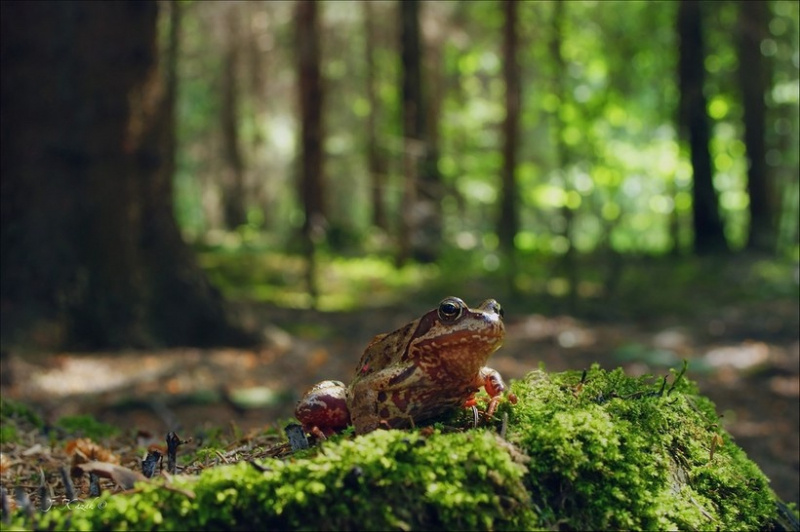    Жителей Петрозаводска просят выбрать талисман летнего фестиваля "Фонтаны""Трасса Фонтаны Петрозаводск" / VK