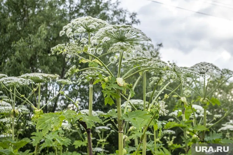 В ХМАО растет несколько разновидностей борщевика, самый опасный из них - борщевик Сосновского
Фото: Сергей Русанов © URA.RU