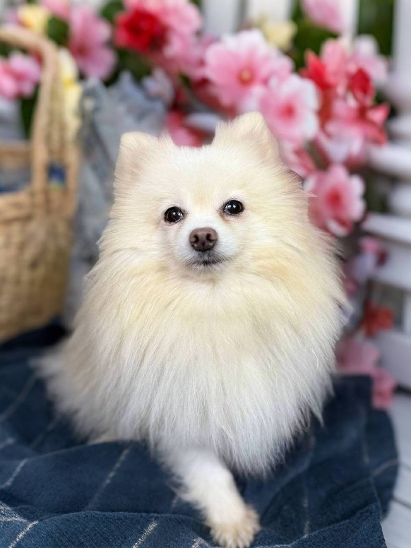 Маленькая собачка из приюта Домик Мелкашей ищет дом