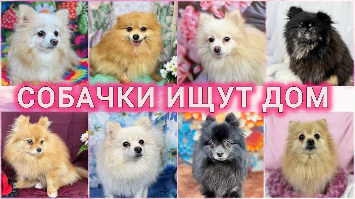 Маленькие собачки в Добрые руки. Домик Мелкашей