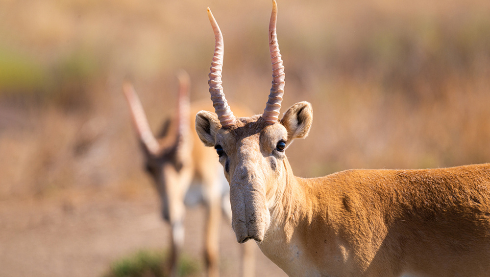     Фото: Mikhail Gnatkovskiy/Shutterstock/FOTODOM