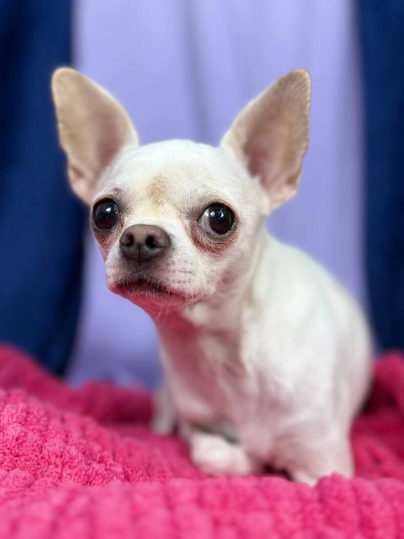 Маленькая собачка из приюта Домик Мелкашей ищет дом