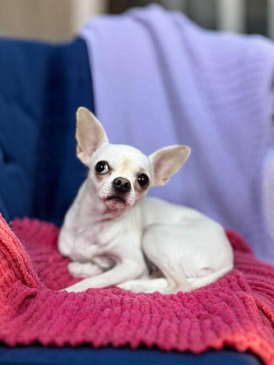 Маленькая собачка из приюта Домик Мелкашей ищет дом