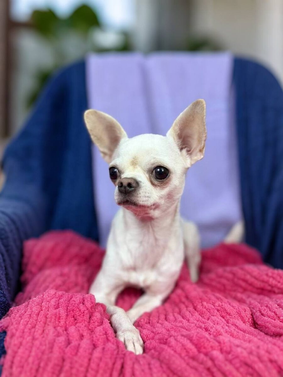 Маленькая собачка из приюта Домик Мелкашей ищет дом