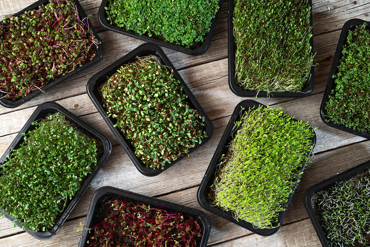 Микрозелень разных культур отличается составом полезных веществ и вкусом. Источник: Shutterstock📷

