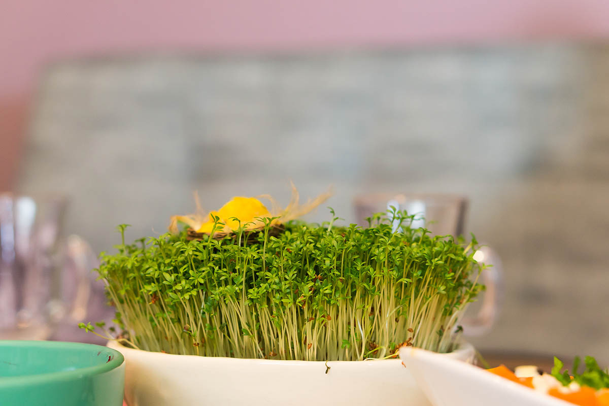 Выращивать микрозелень можно практически в любой емкости — тарелке, контейнере, горшке, упаковках от продуктов. Источник: Shutterstock📷
