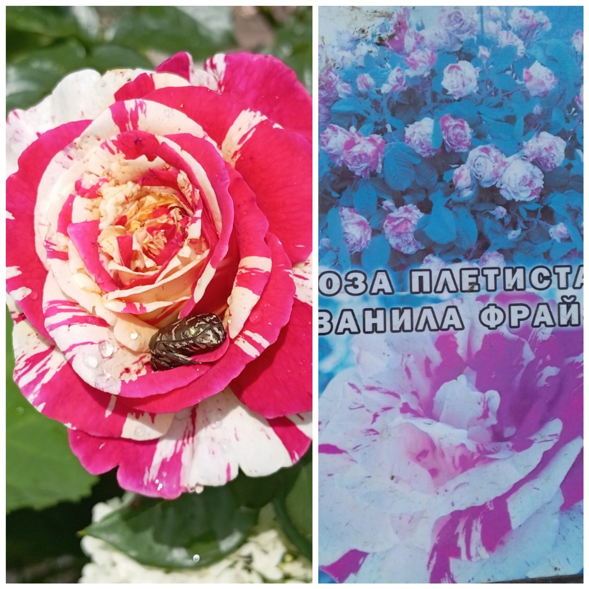 Роза Ванила Фрайз.