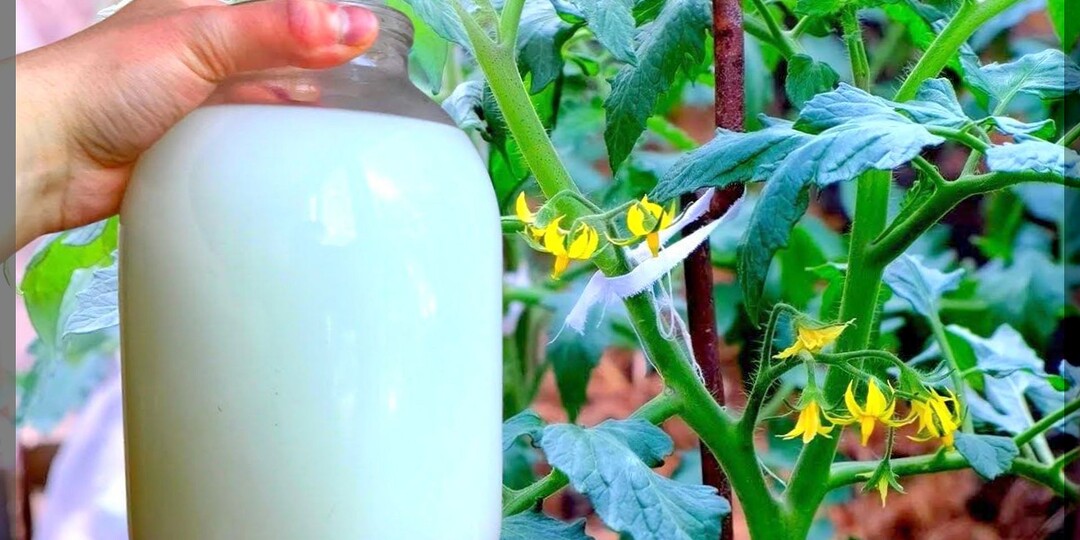 Как не остаться без урожая помидоров: трудности в уходе за томатами во время завязывания и налива плодов - в вопросах и ответах