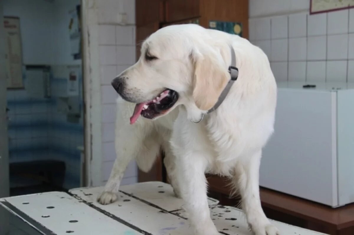    В Карелии прокомментировали ситуацию с вакцинами против бешенства
