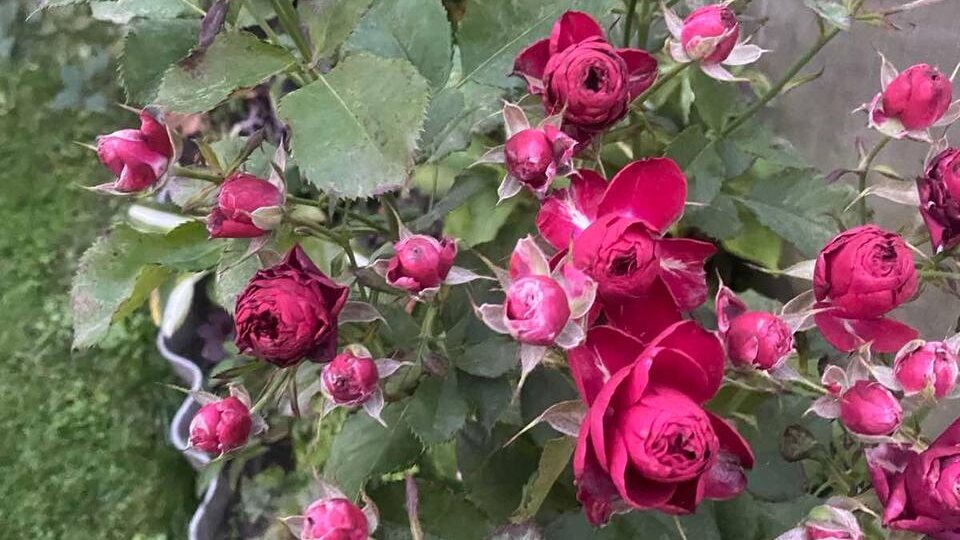 Удобрение для буйного цветения роз – на основе копеечного средства