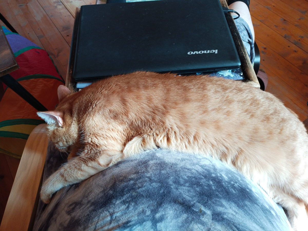 Хорошо, кот своим ходом пришёл. В нём, почитай, 6 кг, таскай такого!!!