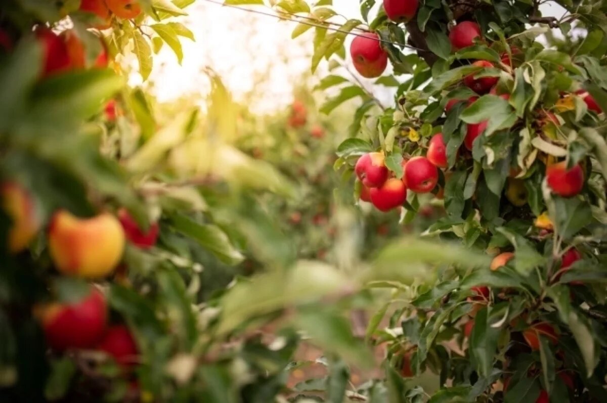    Садовод Туманов назвал опасную болезнь, уничтожающую садовые деревья