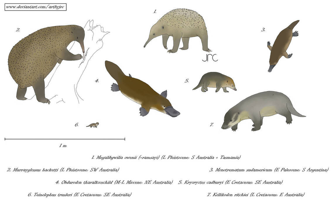 Некоторые вымершие однопроходные. Герой этой статьи (5) здесь напоминает ехидну, хотя вполне возможно, что он был похож на южноамериканского монотремата (Monotrematum sudamericanum) под номером 3. 