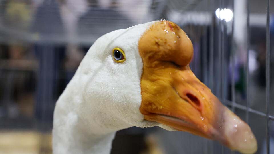 Фото: © www.globallookpress.com/Belkin Alexey/news.ru