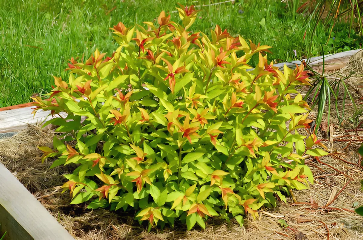 Спирея японская  Файрлайт - огненный хамелеон. Источник фото: https://www.ozon.ru/product/spireya-yaponskaya-goldfleym-sazhenets-zks-1536495381/
