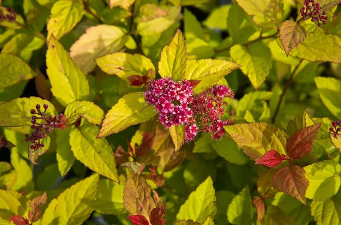 Спирея японская Файрлайт. Источник фото: https://sortoman.ru/raznoe/dekorativnye-kustarniki/spireya/spireya-yaponskaya-faerlayt-firelight-oks