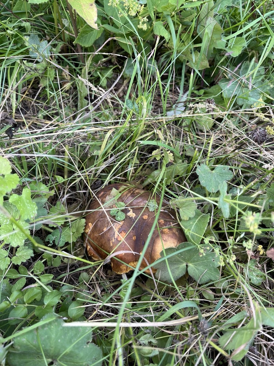 Гриб. Просто гриб. Нашла, пока гуляла в обед по территории. 