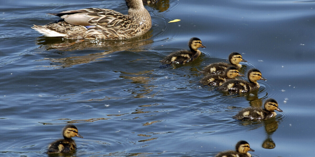 Названа причина смерти утят после издевательств подростков на подмосковном озере