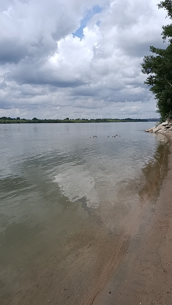 Наблюдали с детьми за уточками сегодня 