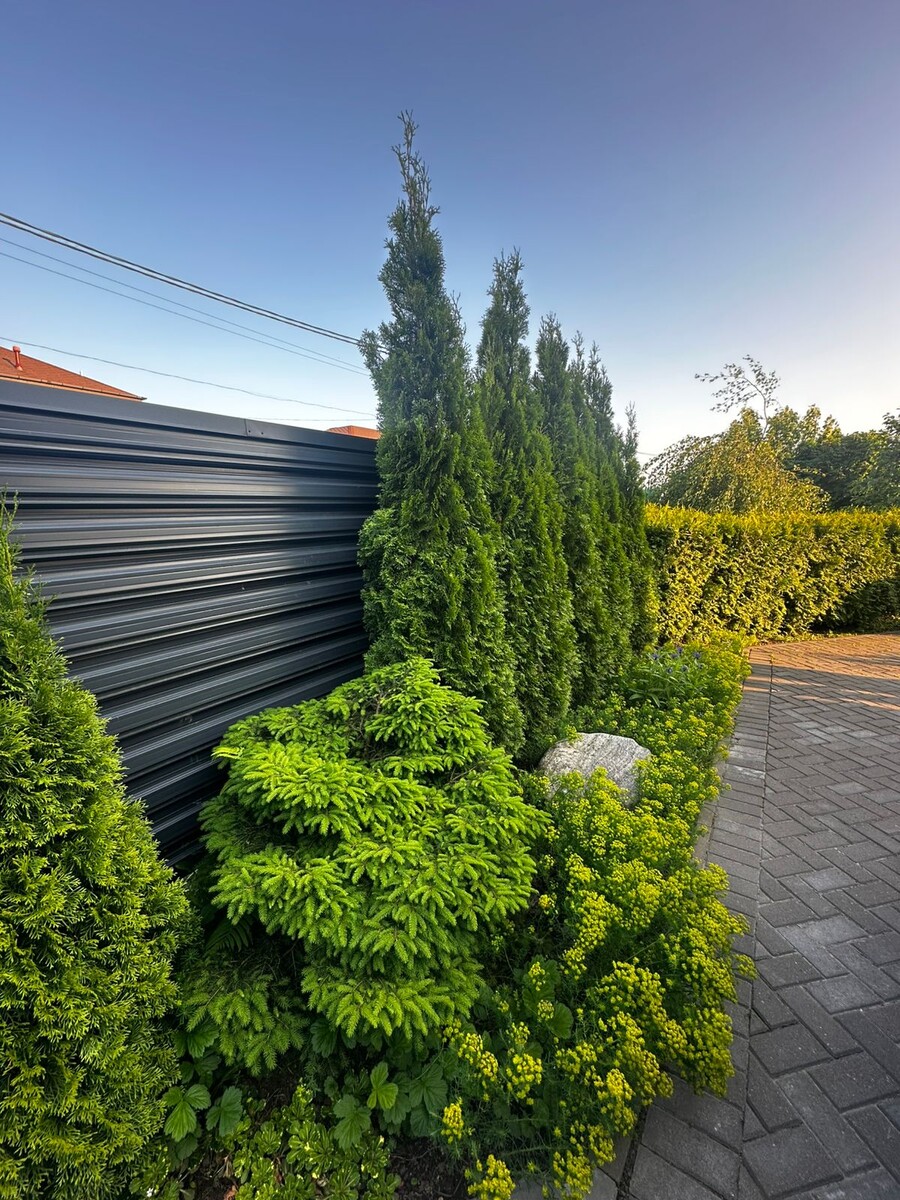 Композицию угловая, составлена из туй сорта Смарагд и Брабант.